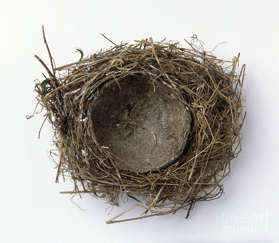 Thrushs Nest Photograph by Harry Taylor / Dorling Kindersley