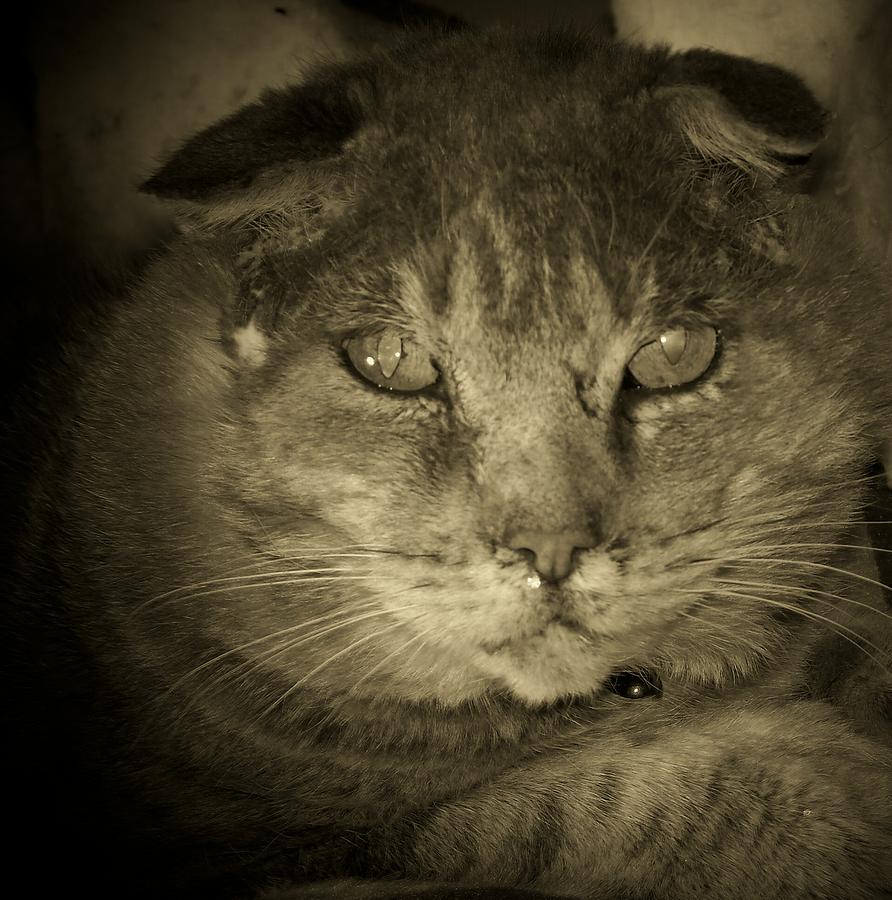 Cat Photograph - Thumbody in Sepia Tone by Deborah Montana