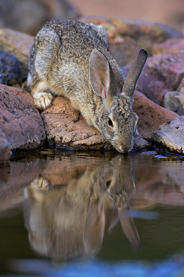Thumper Photograph by Jack Milchanowski