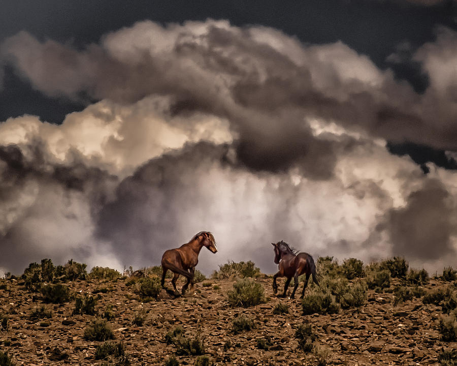 Horse Photograph - Thunder on the Mountain by Janis Knight