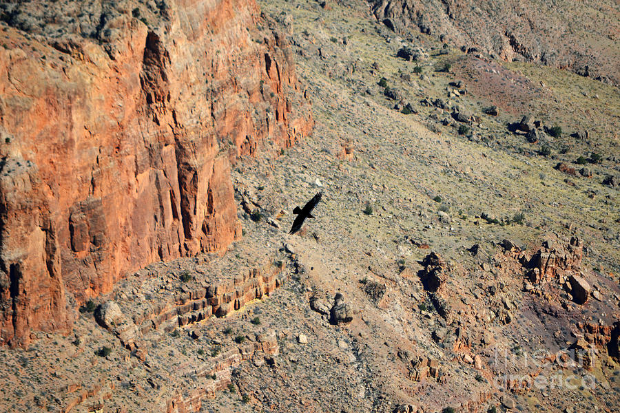 Grand Canyon National Park Photograph - Thunderbird Gliding over Cliff in Grand Canyon National Park by Shawn OBrien