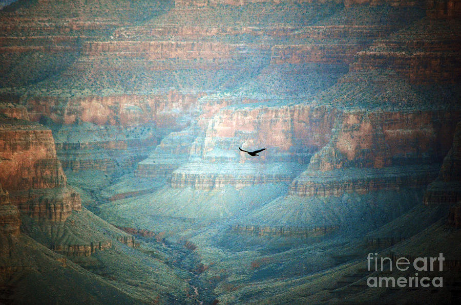Thunderbird in Flight inside Grand Canyon National Park Valley Grain Photograph by Shawn OBrien