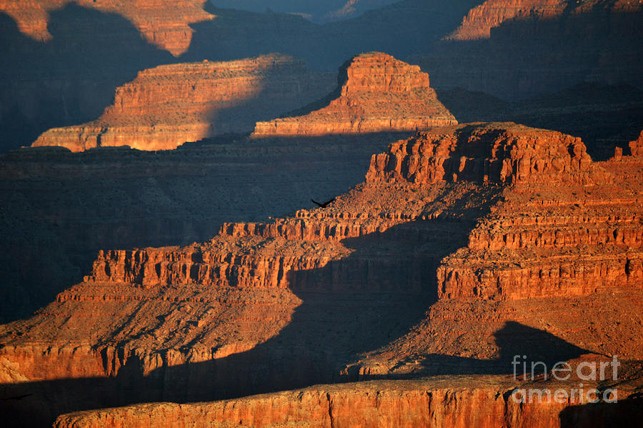 Thunderbird Soaring over Morning Hues of Grand Canyon National Park Photograph by Shawn OBrien