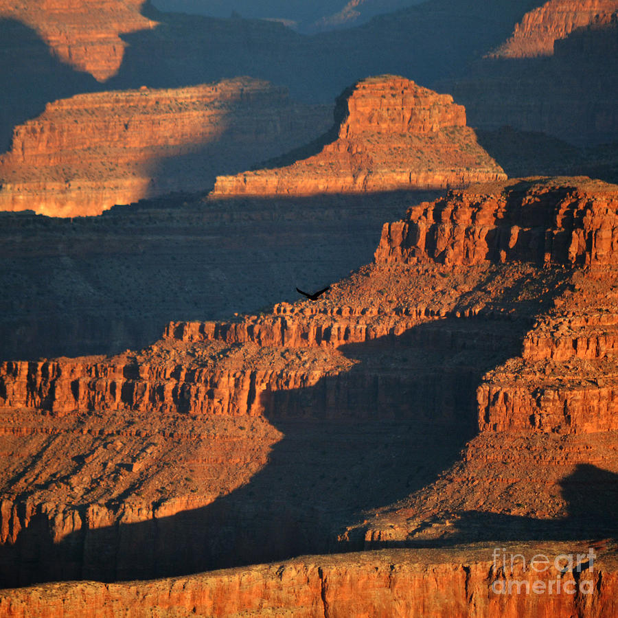 Thunderbird Soaring over Morning Hues of Grand Canyon National Park Square Photograph by Shawn OBrien