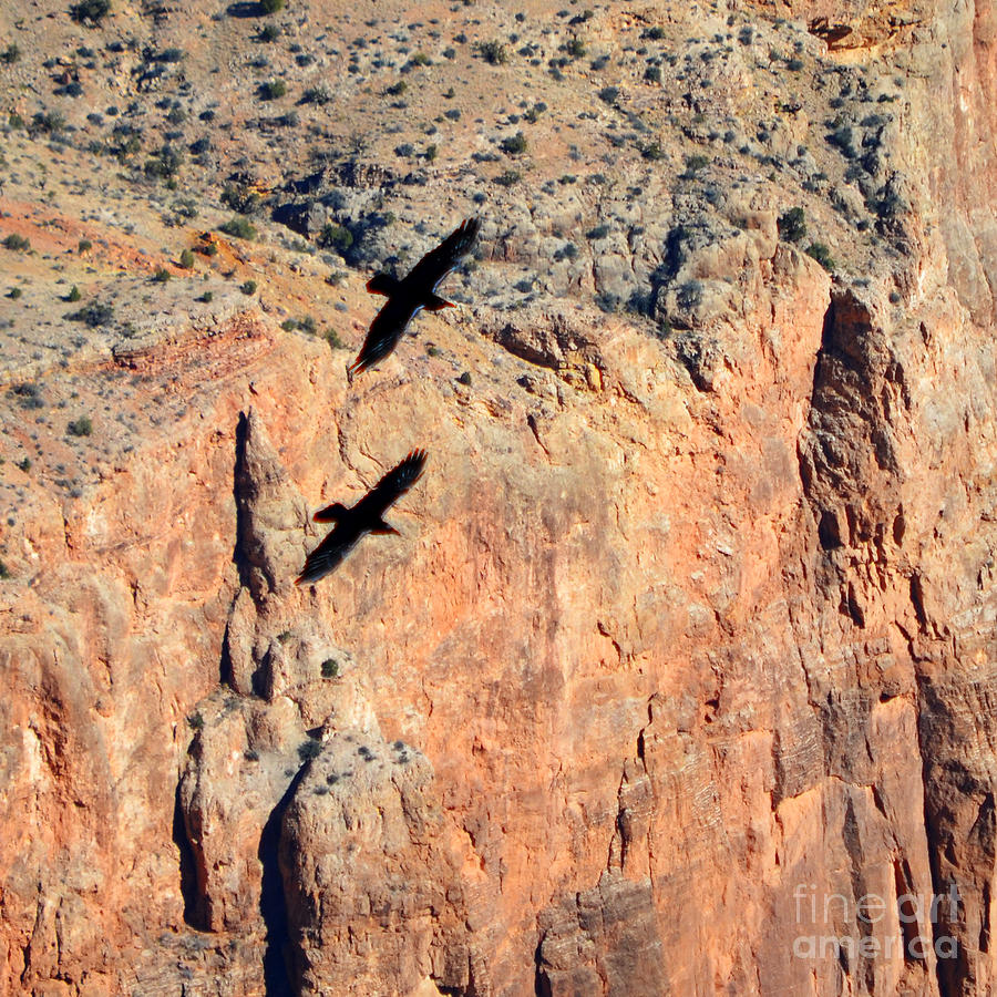 Grand Canyon National Park Photograph - Thunderbirds Gliding over Cliff in Grand Canyon National Park Square Crop by Shawn OBrien