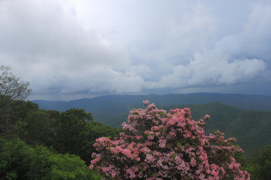 Thunderstorm and Mountain Laurel Blue Ridge Mountains Photograph by John Burk