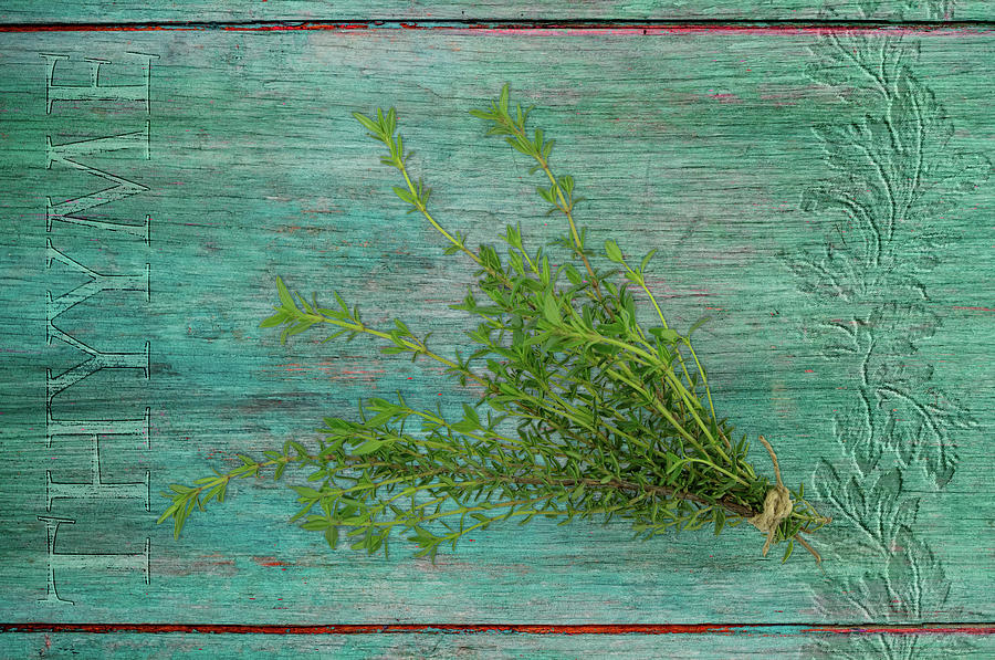 Thyme Garden Herbs Painting by Cora Niele Fine Art America