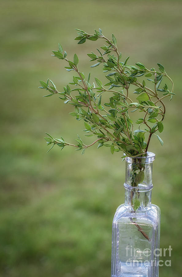 Thyme In A Bottle Photograph