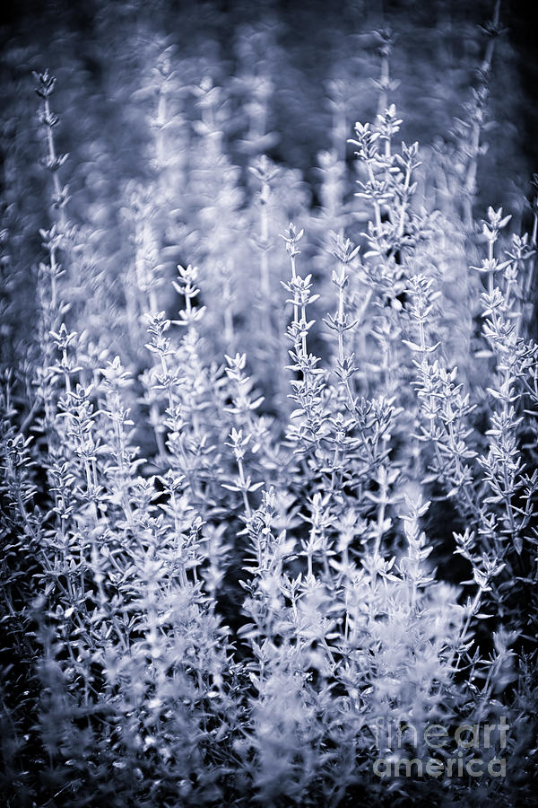 Thyme in blue Photograph by Elena Elisseeva