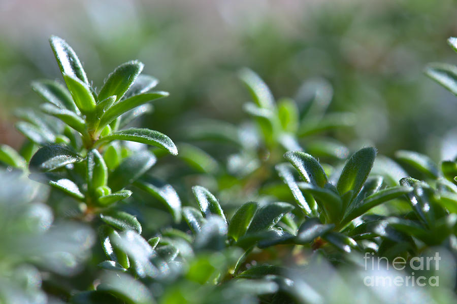 Thyme In the Sun Photograph by Rachel Duchesne Fine Art America