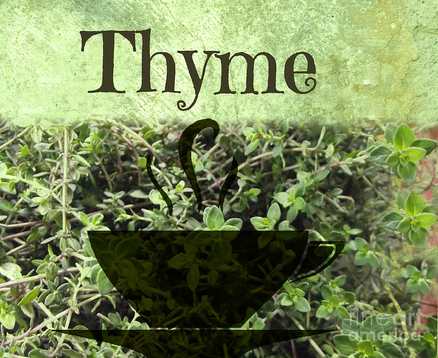 Thyme Photograph by Mindy Bench
