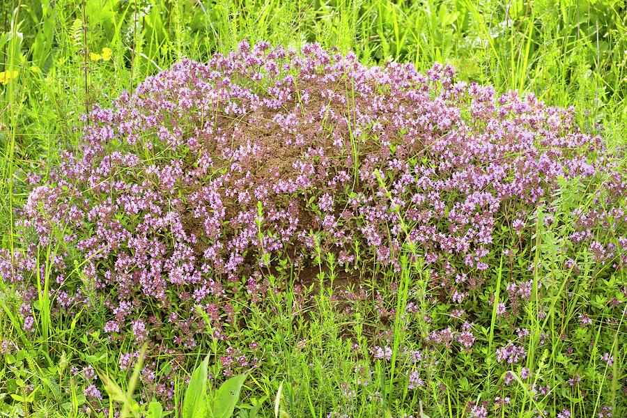 Nature Photograph - Thyme (thymus Glabrescens) On Anthill by Bob Gibbons