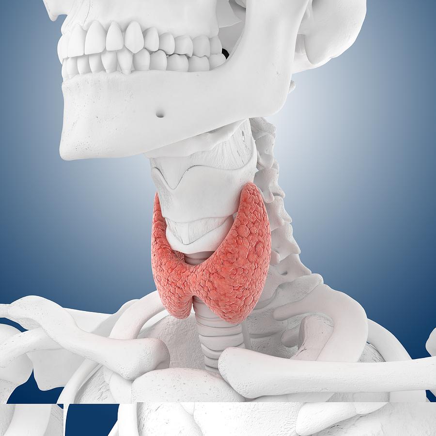 Skeleton Photograph - Thyroid anatomy, artwork by Science Photo Library