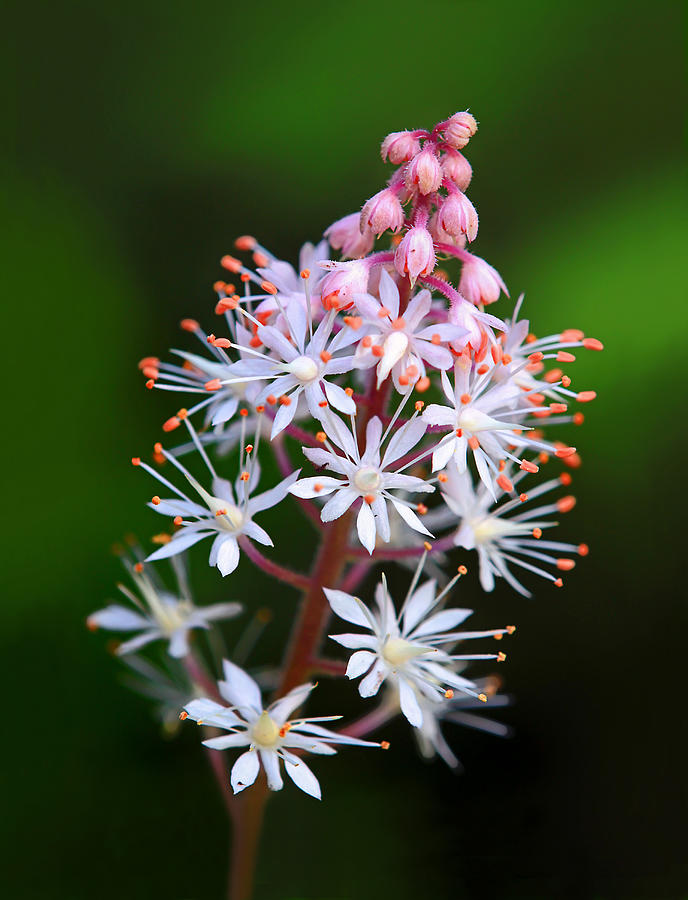 Tiarella Flower Photograph by Carolyn Derstine
