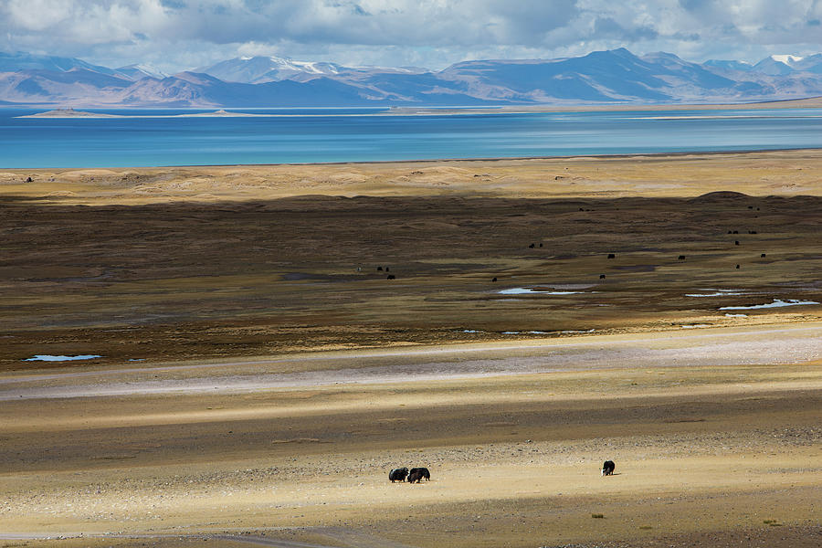 Tibet Pasture By Blue Lake In Autumn Photograph by Wulingyun