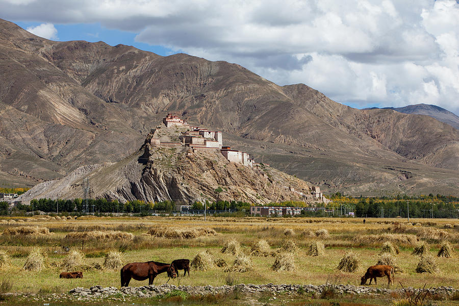 Tibetan Castle And Fields Photograph by Wulingyun