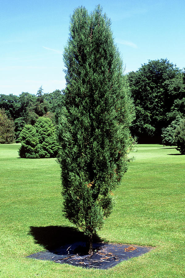 Tibetan Cypress (cupressus Gigantea) Photograph by Tony Wood/science Photo Library