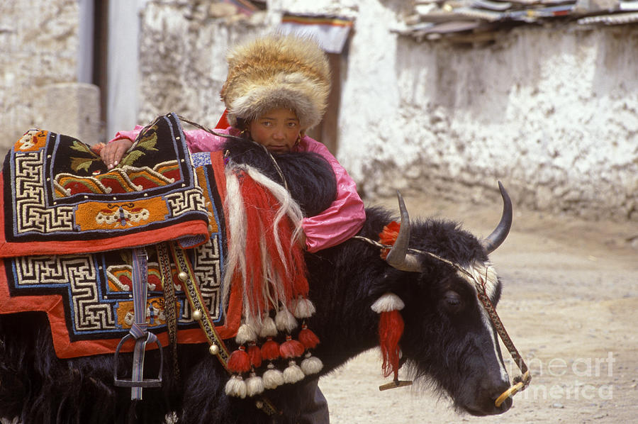 Tibetan Girl with Yak - Lhasa Tibet Photograph by Craig Lovell