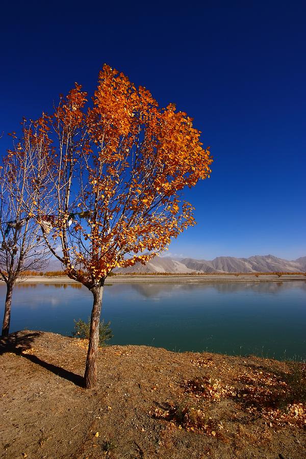 Tree Photograph - Tibetan Golden Tree by FireFlux Studios