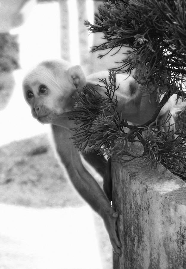 Tibetan Macaques in Black and White Photograph by Tracy Winter