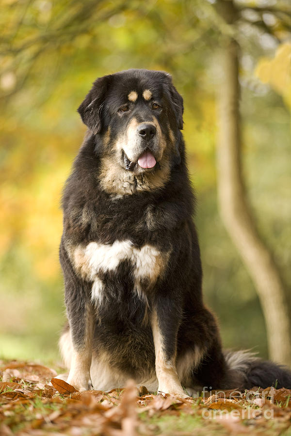 Dog Photograph - Tibetan Mastiff by Jean-Michel Labat