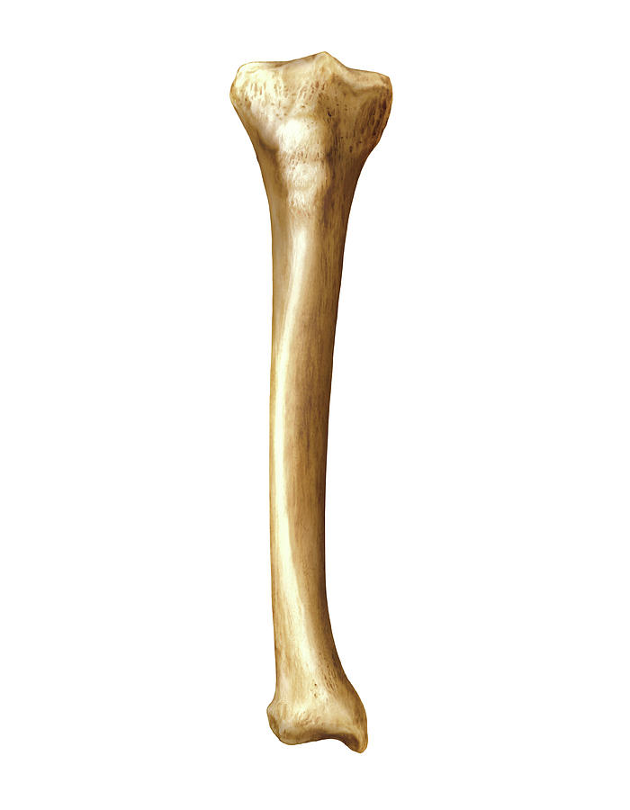 Tibia Photograph By Asklepios Medical Atlas Pixels 8790