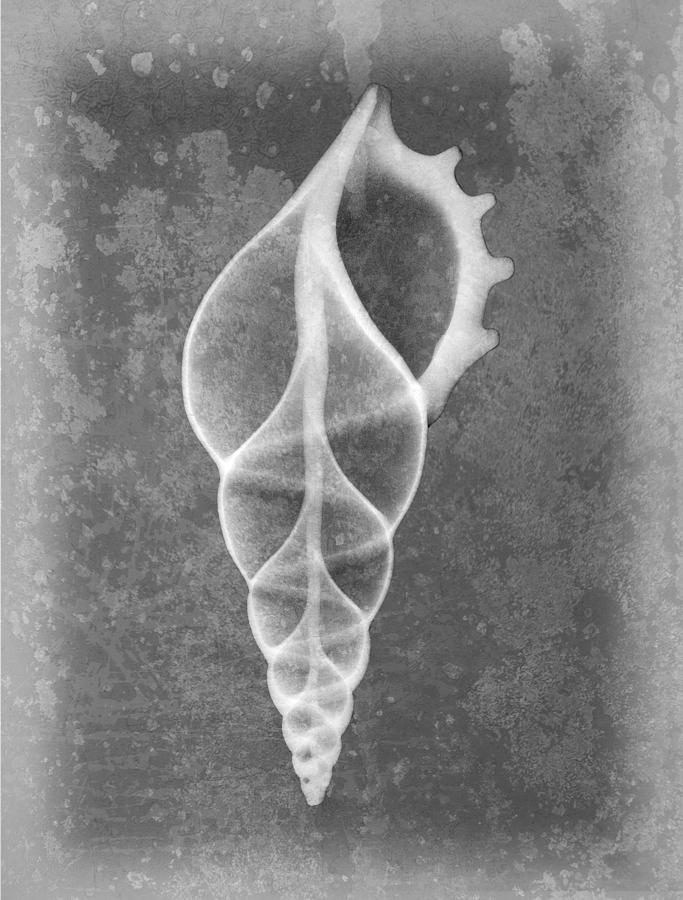 Tibia Sea Shell X-ray Art Photograph by Roy Livingston