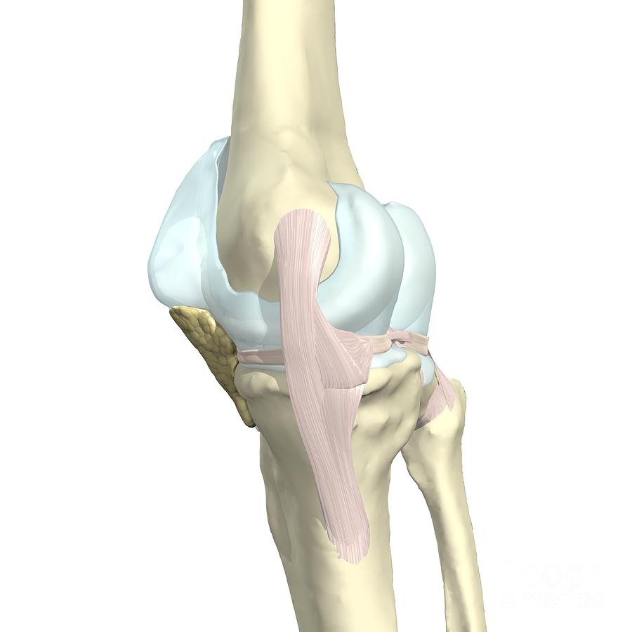 Tibial Collateral Ligament Of The Knee Photograph By Medical Images Universal Images Group 7248