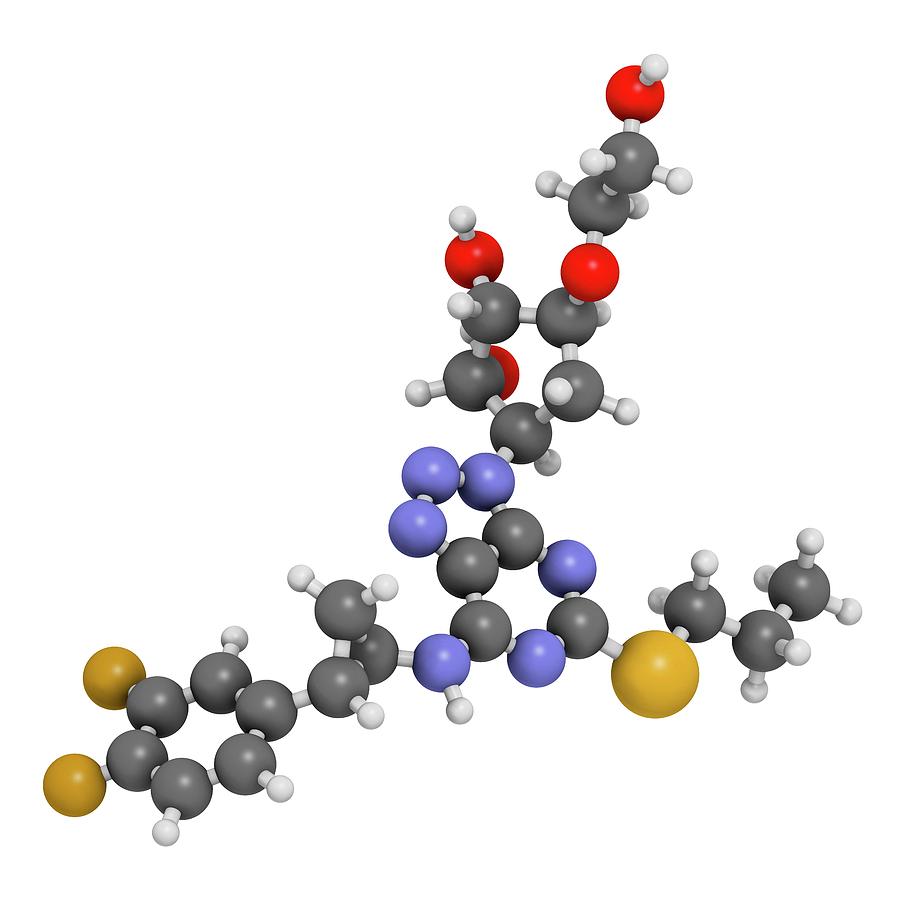 Ticagrelor Platelet Inhibitor Drug Photograph by Molekuul - Pixels