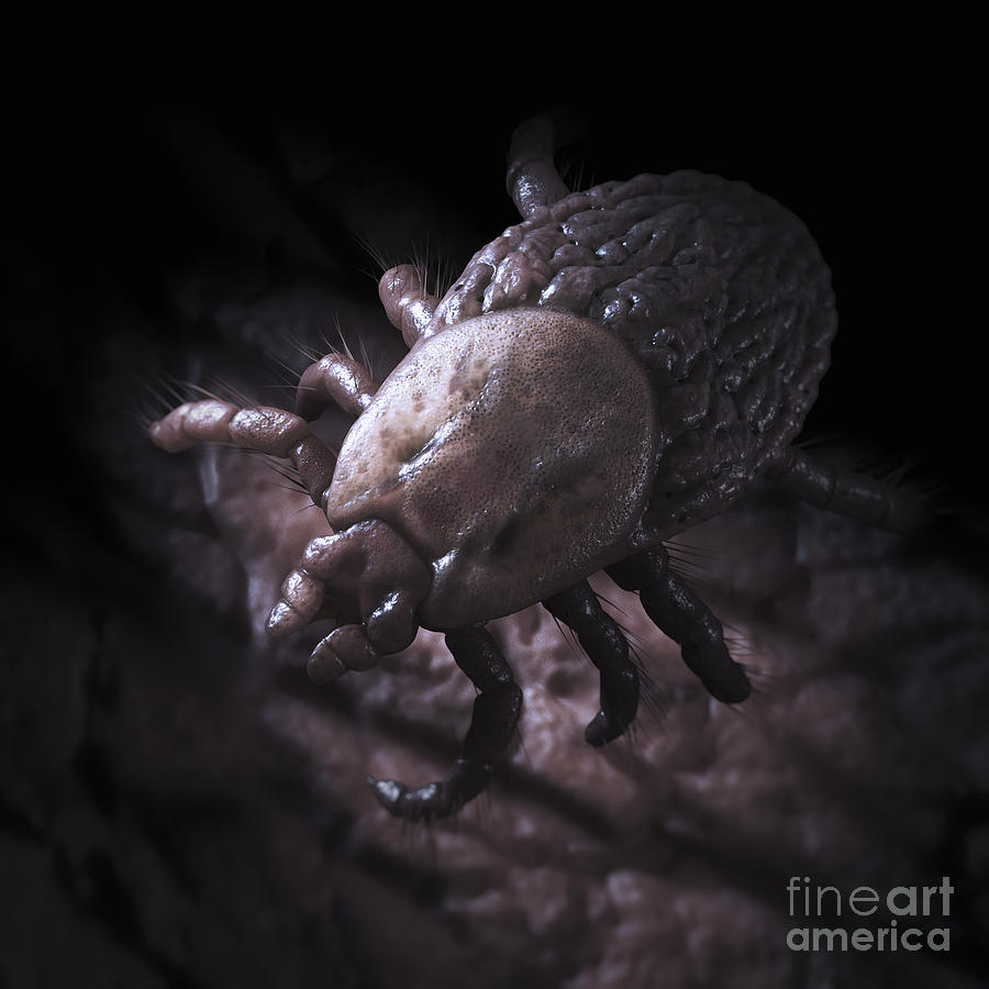 Tick Ixodes Photograph by Science Picture Co