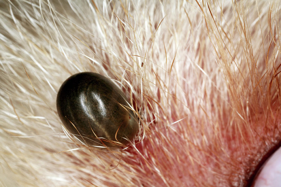 Tick On A Dog's Skin Photograph by Mauro Fermariello/science Photo ...