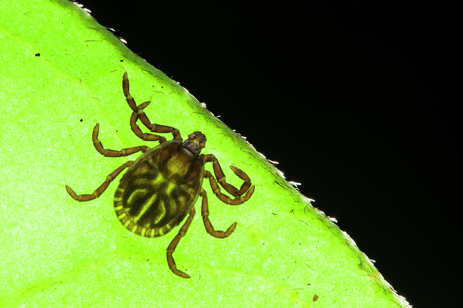 Tick On A Leaf Photograph by Melvyn Yeo