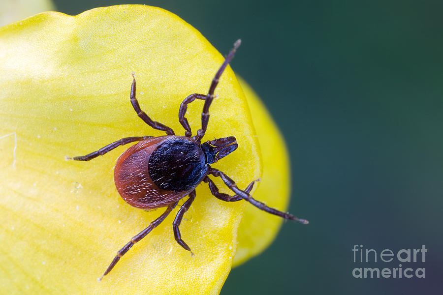 Tick On Flower Photograph by Frank Derer
