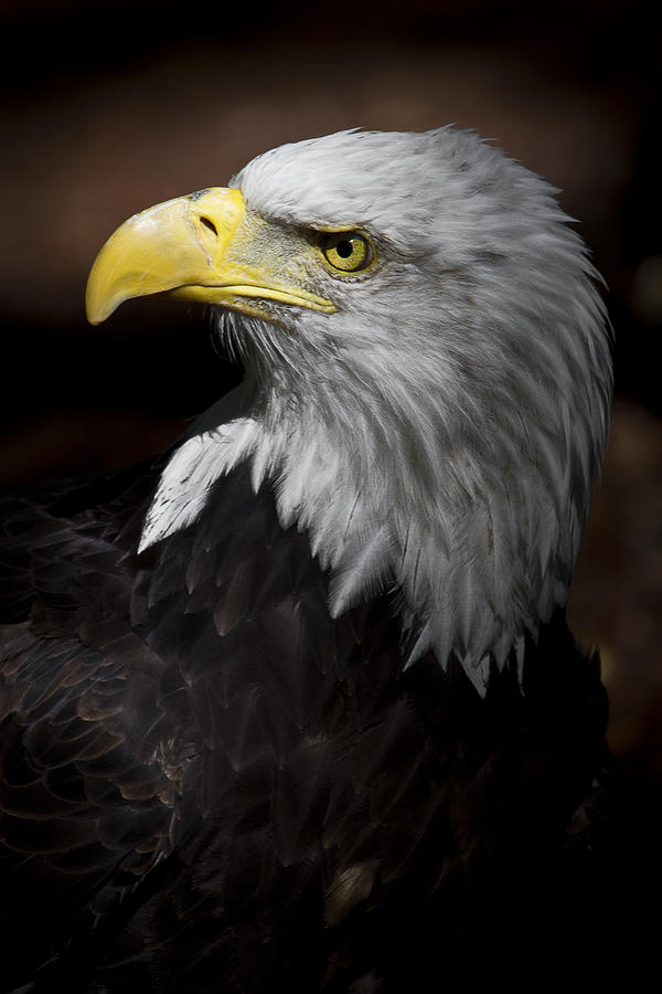 Eagle Photograph - Ticked Off by Wes and Dotty Weber
