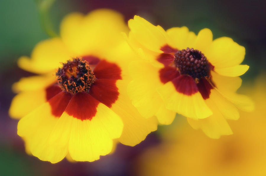 Tickseed (coreopsis Grandiflora) Photograph by Maria Mosolova/science Photo Library
