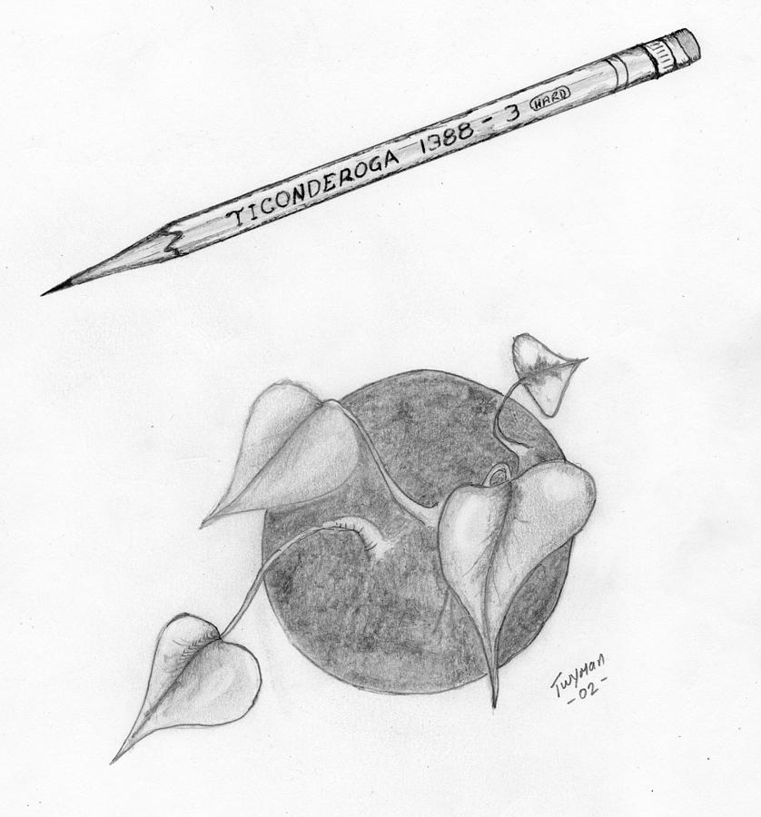 Ticonderoga Drawing by Dan Twyman