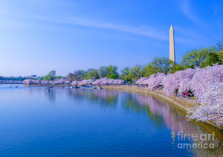 Tidal Basin and Washington Monument with Cherry Blossoms Photograph by Jeff at JSJ Photography