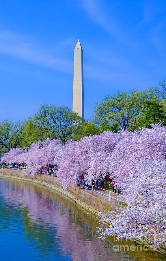 Tidal Basin and Washington Monument with Cherry Blossoms Vertical Photograph by Jeff at JSJ Photography