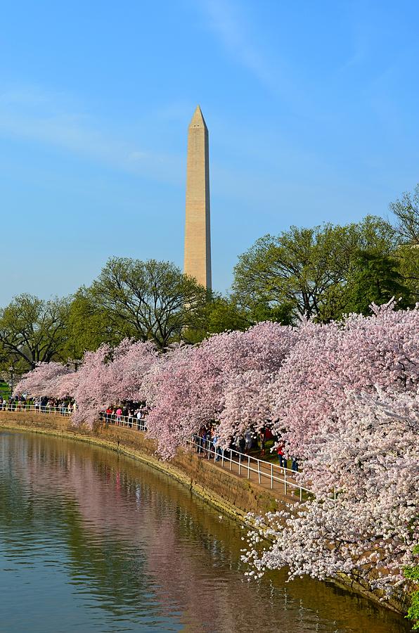 Tidal Basin Blossoms with Washington Monument Photograph by Jeff at JSJ Photography