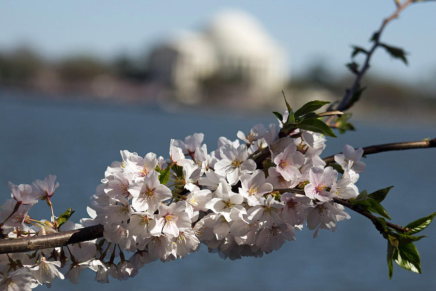 Jefferson Memorial Photograph - Tidal Basin Cherry Blossoms by Howard Tenke