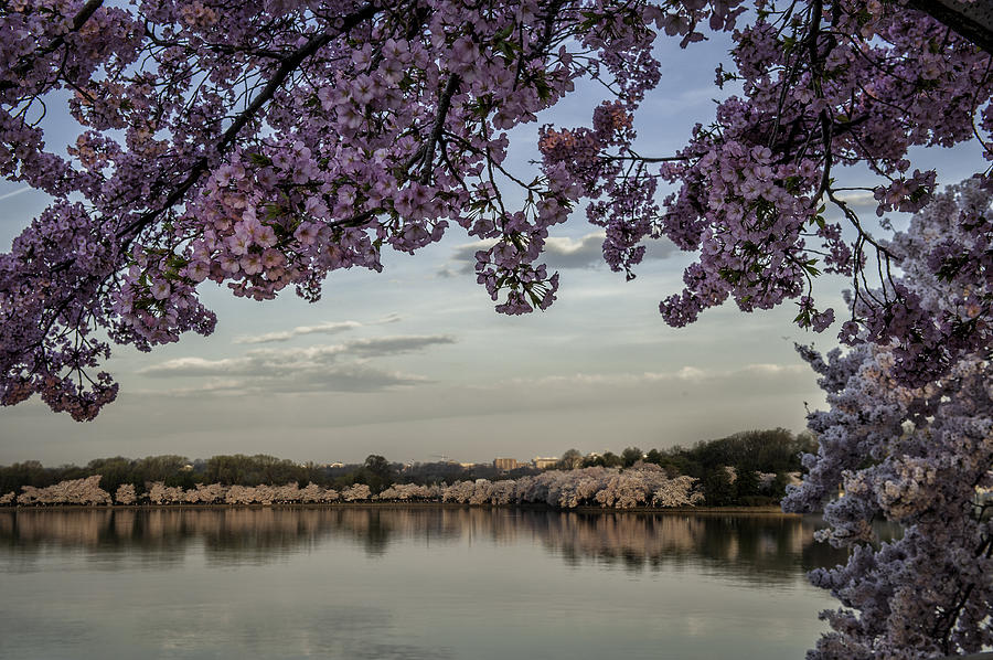 tidal basin cherry blossoms tidal basin cherry blossoms