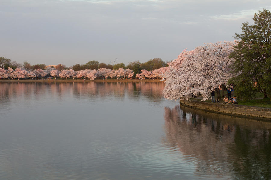 Tidal Basin in Bloom Photograph by Leah Palmer