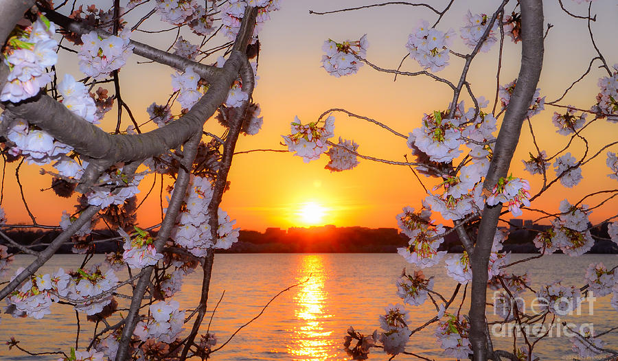 Tidal Basin Sunset with Cherry Blossoms Photograph by Jeff at JSJ Photography
