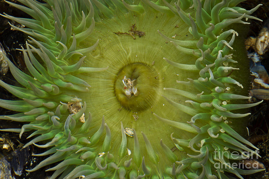 Tidal Pool Anemone Photograph by Carrie Cranwill