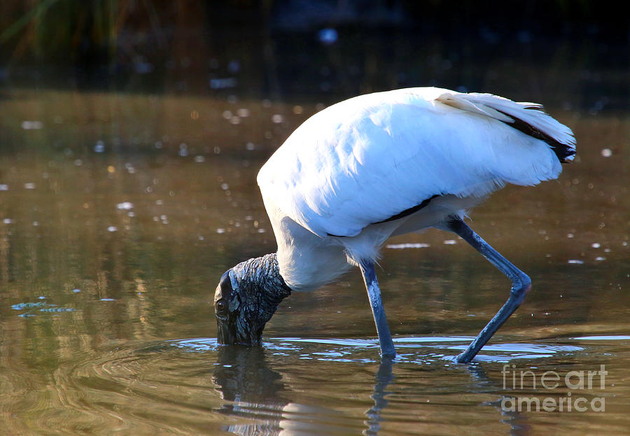 Stork Photograph - Tidal Pool Feeding by Marty Fancy