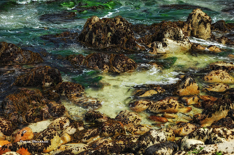 Tidal Pools Photograph by Donna Blackhall