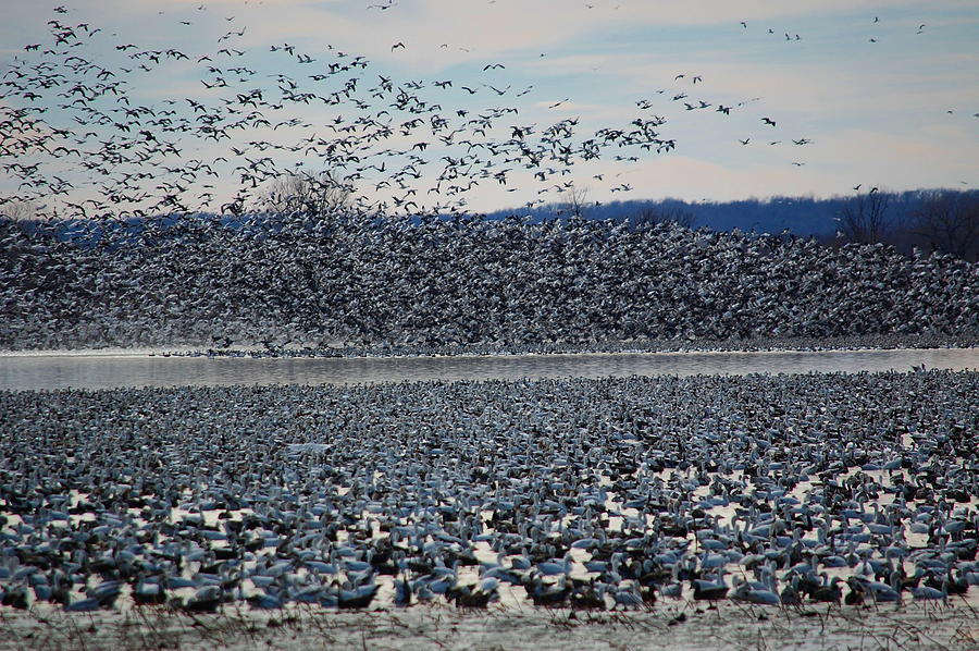 Geese Photograph - Tidal Wave of Geese by Kim Blaylock