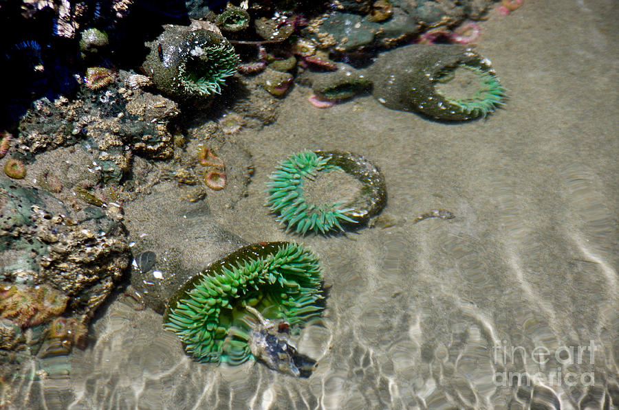 Tide Pool Anemones Photograph by Adria Trail