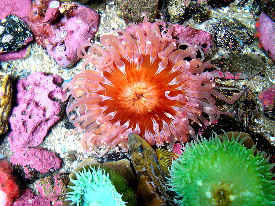 Tide Pool Creatures Photograph by Nick Kloepping