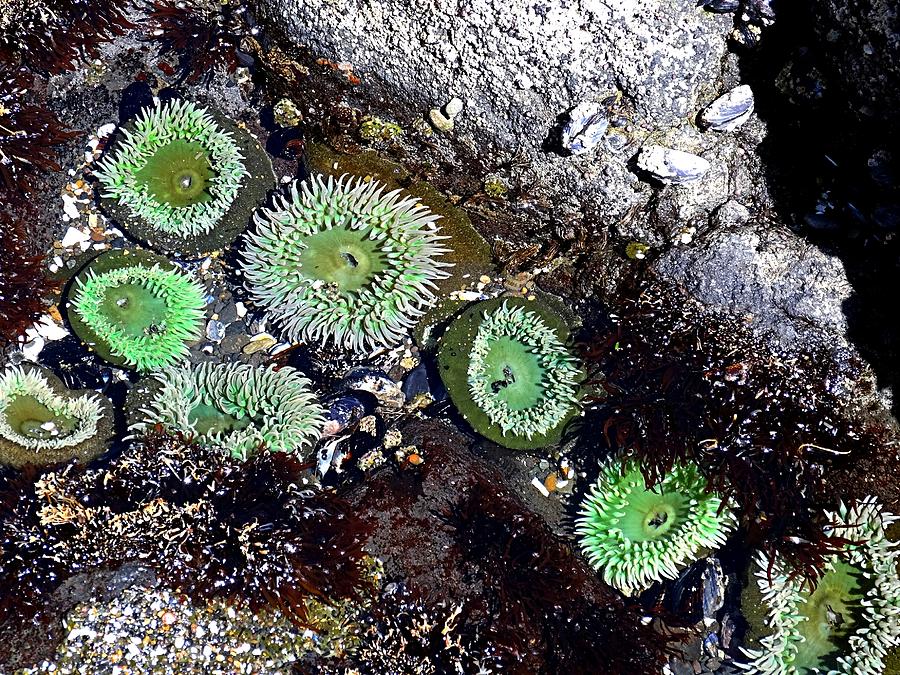Tide Pool Gems Photograph by Nick Kloepping